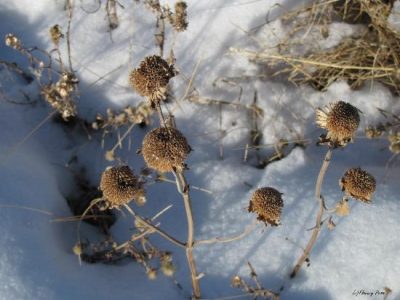 Growing Bee Balm Image